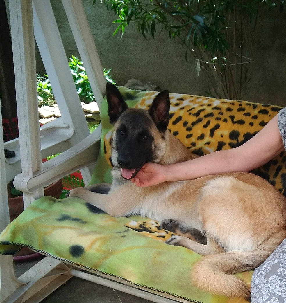 Laiko a rejoint le concours — aidez-le/la à gagner de superbes lots ! canidae, carnivore, dog, dog_breed, fawn, felidae, great_dane, guard_dog, mammal, non_sporting_group