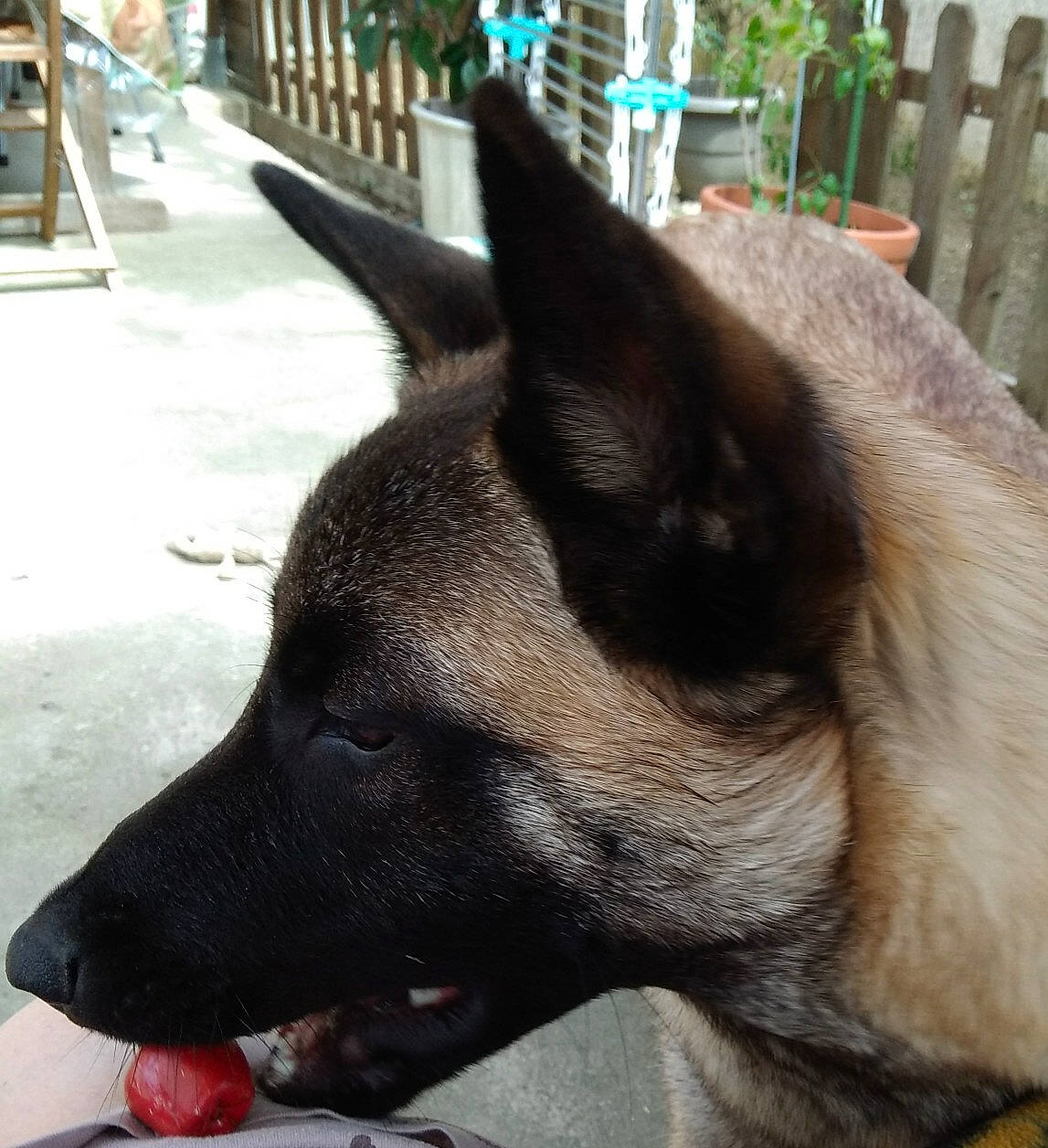 Laiko a rejoint le concours — aidez-le/la à gagner de superbes lots ! belgian_shepherd, belgian_shepherd_malinois, black_norwegian_elkhound, canidae, carnivore, dog, dog_breed, ear, fawn, formosan_mountain_dog, mammal, norwegian_elkhound, rare_breed_dog, snout, vertebrate