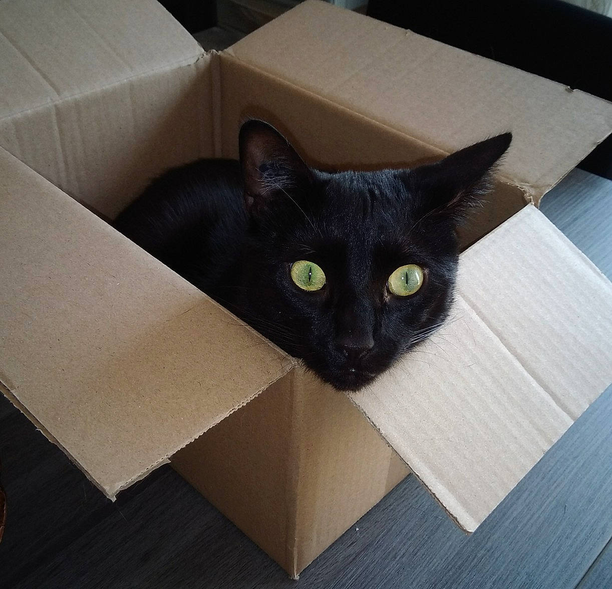 Négro a rejoint le concours — aidez-le/la à gagner de superbes lots ! black, black_cat, box, cardboard, carnivore, cat, domestic_short_haired_cat, ear, felidae, floor, flooring, kitten, packaging_and_labeling, small_to_medium_sized_cats, square, table, tile, whiskers