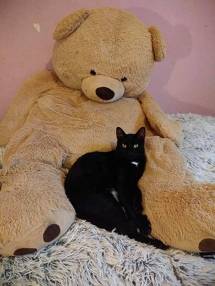 Négro a rejoint le concours — aidez-le/la à gagner de superbes lots ! carnivore, cat, fawn, felidae, fur, plush, small_to_medium_sized_cats, stuffed_toy, teddy_bear, toy