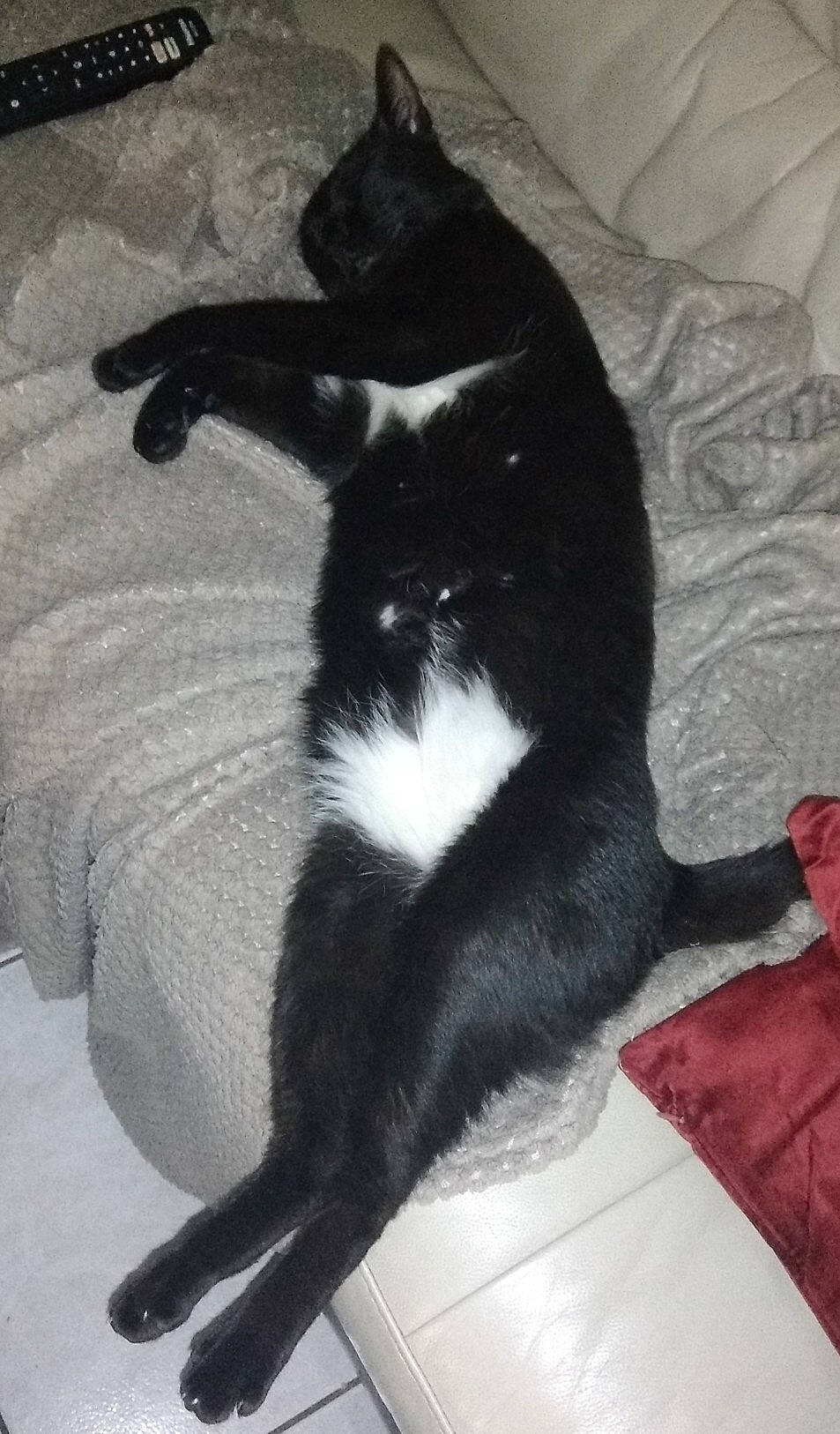 Négro participe au concours pour gagner de l'argent avec cette photo : black_and_white, black_cat, carnivore, cat, claw, domestic_short_haired_cat, felidae, fur, leg, mammal, paw, polydactyl_cat, small_to_medium_sized_cats, tail, whiskers