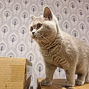 Bobo is registered to the contest to win money with this photo: animal, box, cardboard_boxes, cat, closeup, curious, domestic_animal, ears, feline, fur, gray_cat, home, indoor, looking_away, patterned_wallpaper, paws, pet, side_view, standing, whiskers