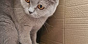 Bobo joined the competition — help win amazing prizes! amber_eyes, animal, box_interior, cardboard_box, cat, close_up, cozy, curious, cute, domestic, feline, fur, gray_cat, indoor, looking_away, pet, portrait, sitting, soft_light, whiskers