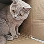 amber_eyes, animal, box_interior, cardboard_box, cat, close_up, cozy, curious, cute, domestic, feline, fur, gray_cat, indoor, looking_away, pet, portrait, sitting, soft_light, whiskers