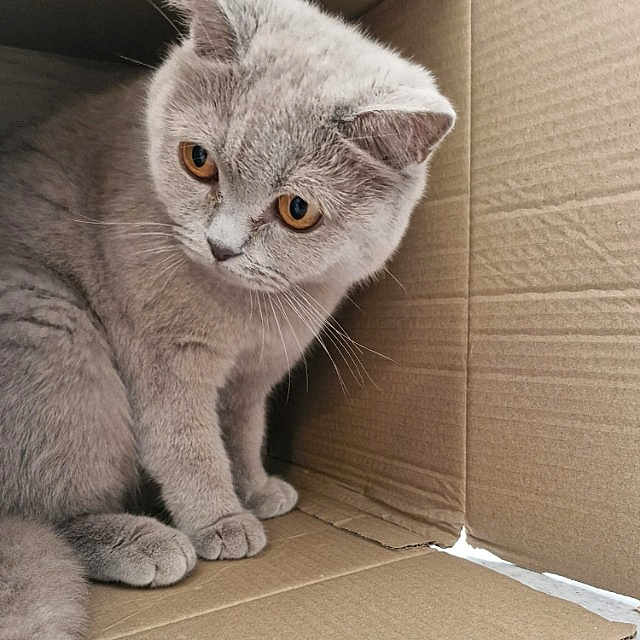 Bobo