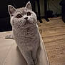Bobo is registered to the contest to win money with this photo: animal, cat, cozy, curious, cute, domestic, ears, eyes, feline, fur, gray_cat, home, indoor, leather_surface, looking_up, mammal, pet, sitting, whiskers, wooden_floor