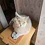 Bobo joined the competition — help win amazing prizes! amber_eyes, animal, cardboard_box, cat, corner, curious, ears, feline, floor, fur, gray_cat, home, indoor, patterned_wallpaper, paws, pet, resting, soft_light, stacked_boxes, whiskers