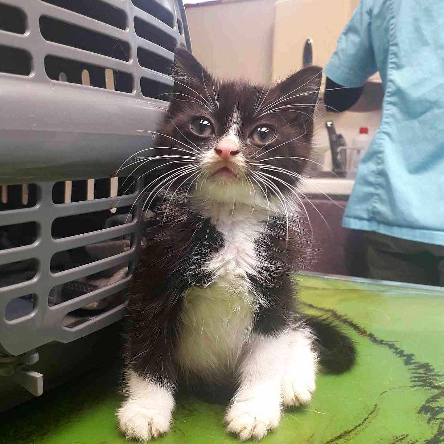 Boop a rejoint le concours — aidez-le/la à gagner de superbes lots ! adult, alloywheel, animal, car, carwheel, cat, grass, kitten, machine, male, man, manx, person, pet, plant, spoke, tire, transportation, vehicle, wheel