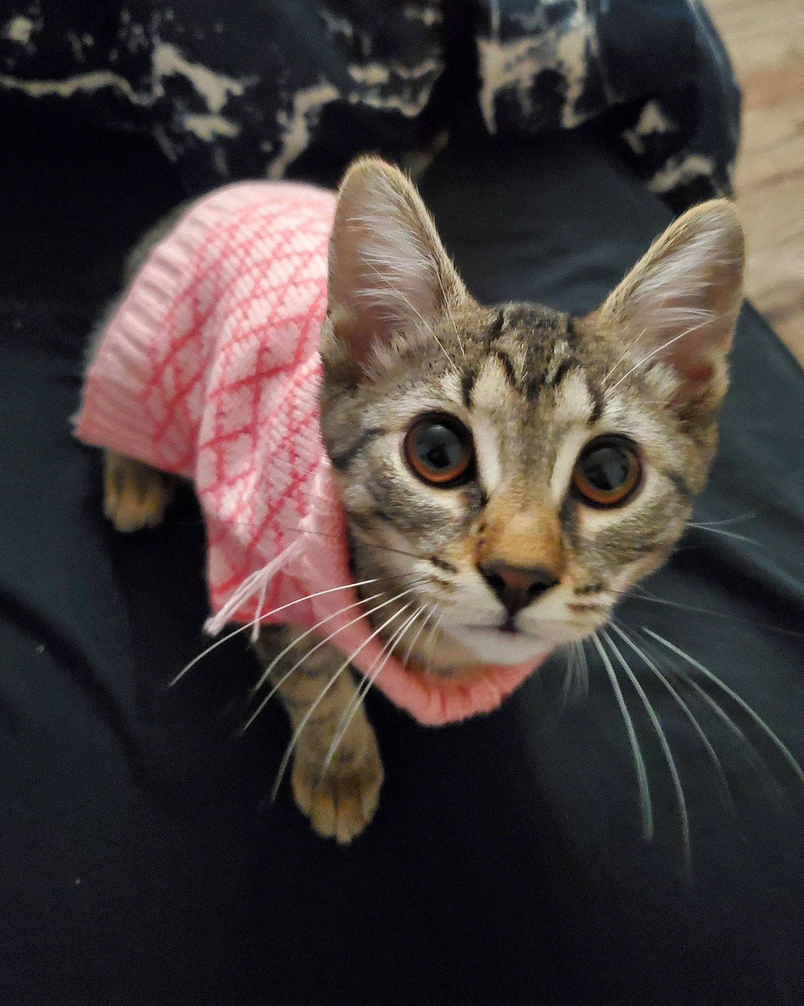 Tila joined the competition — help win amazing prizes! art, carnivore, cat, cat_supply, claw, domestic_short_haired_cat, eye, fawn, felidae, fur, head, paw, small_to_medium_sized_cats, snout, terrestrial_animal, whiskers, wildlife, window