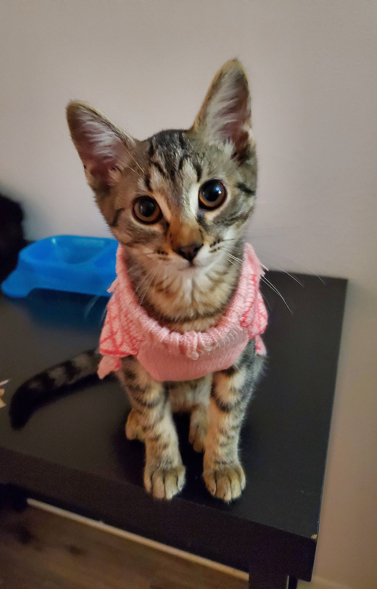 Tila joined the competition — help win amazing prizes! art, carnivore, cat, claw, domestic_short_haired_cat, fawn, felidae, figurine, fur, paw, sitting, small_to_medium_sized_cats, snout, tail, terrestrial_animal, toy, visual_arts, whiskers