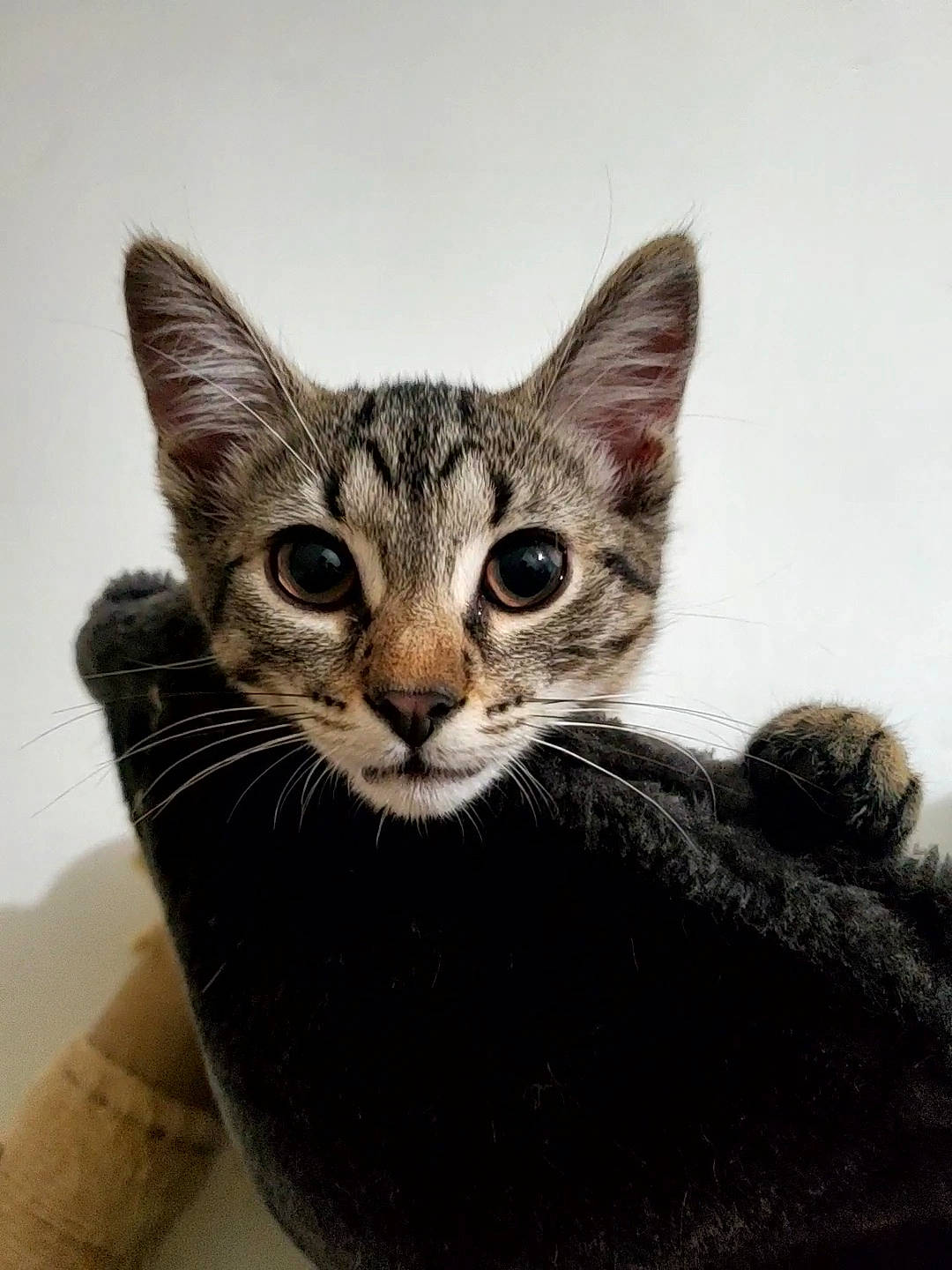 Tila joined the competition — help win amazing prizes! art, carnivore, cat, domestic_short_haired_cat, felidae, fur, paw, small_to_medium_sized_cats, snout, terrestrial_animal, whiskers