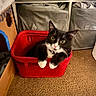cat, tuxedo_cat, red_basket, yellow_eyes, indoor, carpet, storage_bins, cardboard_cat_house, curious, pet, whiskers, black_and_white, feline, cozy, home_interior, animal, relaxed, looking_at_camera, domestic_cat, cute
