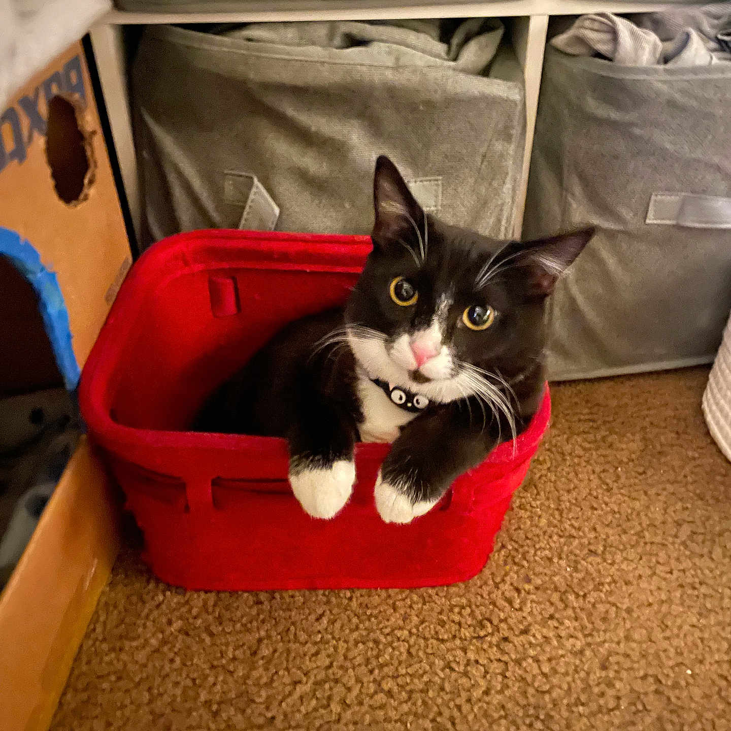 Maxi joined the competition — help win amazing prizes! cat, tuxedo_cat, red_basket, yellow_eyes, indoor, carpet, storage_bins, cardboard_cat_house, curious, pet, whiskers, black_and_white, feline, cozy, home_interior, animal, relaxed, looking_at_camera, domestic_cat, cute