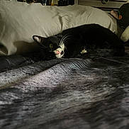 Maxi is registered to the contest to win money with this photo: cat, bed, pillow, stuffed_toy, penguin, black_and_white, sleeping, cozy, indoor, soft_light, blanket, fur, pet, resting, animal, cute, domestic, feline, comfort, quiet