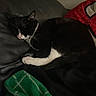 Maxi is registered to the contest to win money with this photo: cat, black_and_white, sleeping, couch, blanket, fabric, indoor, pet, cozy, resting, feline, whiskers, paw, nose, fur, relaxation, home, soft, animal, comfort