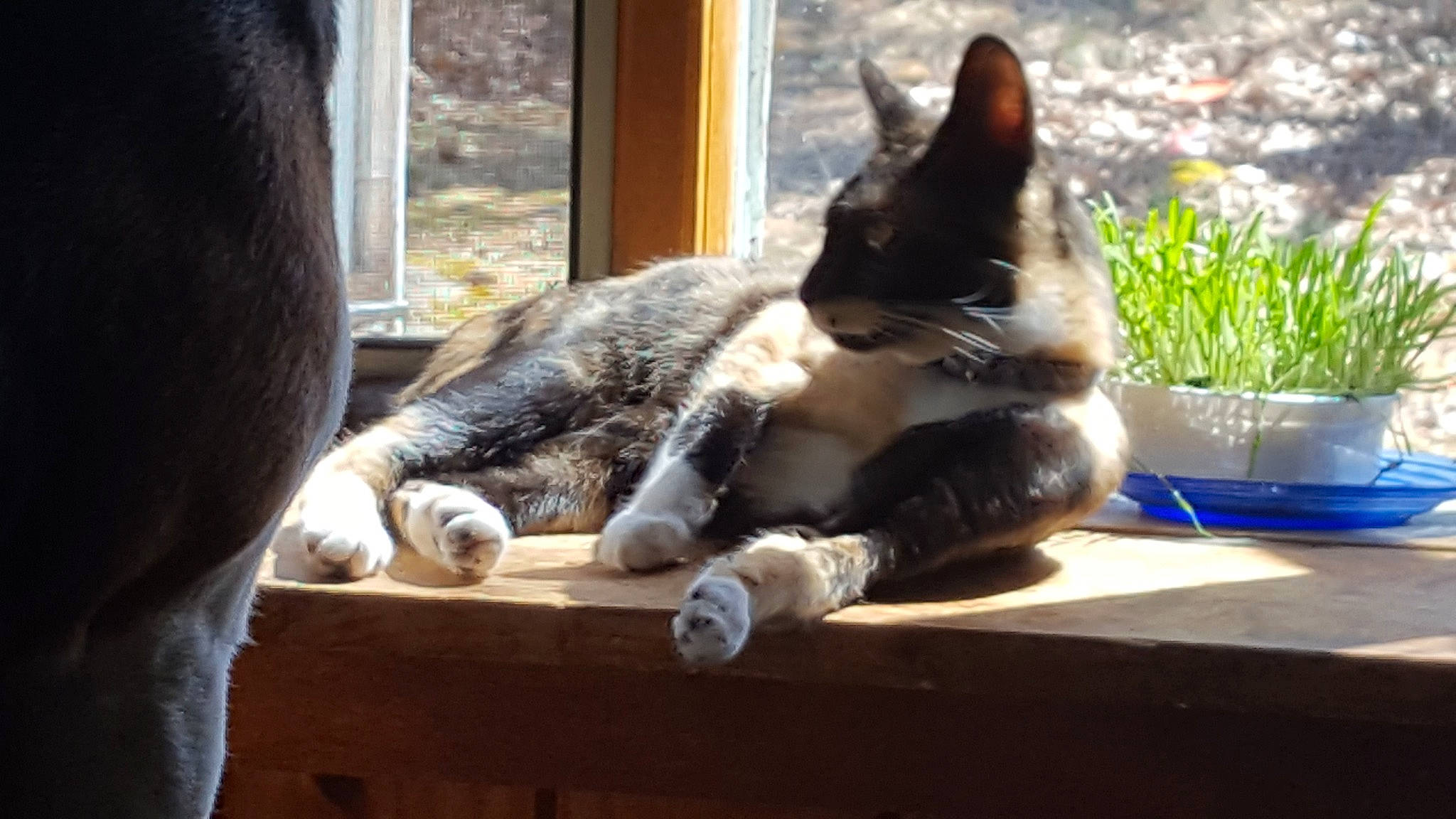 Scoot joined the competition — help win amazing prizes! carnivore, cat, claw, comfort, domestic_short_haired_cat, felidae, flowerpot, fur, hardwood, houseplant, paw, plant, sitting, small_to_medium_sized_cats, snout, tail, tree, whiskers, window, wood