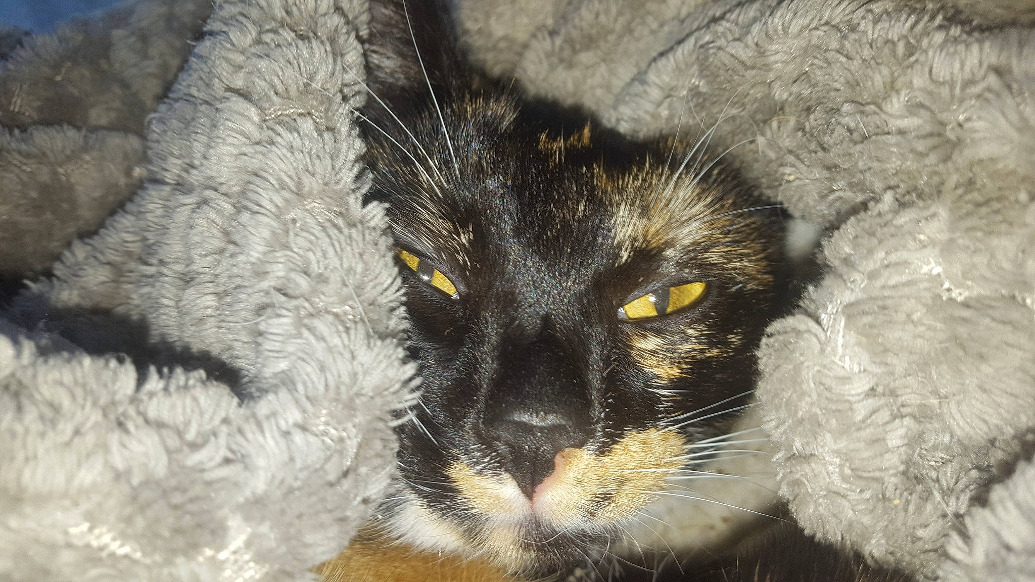 Scoot joined the competition — help win amazing prizes! black_cat, carnivore, cat, claw, close_up, comfort, domestic_short_haired_cat, ear, eye, felidae, fur, mammal, nap, paw, small_to_medium_sized_cats, snout, tail, terrestrial_animal, whiskers, wildlife