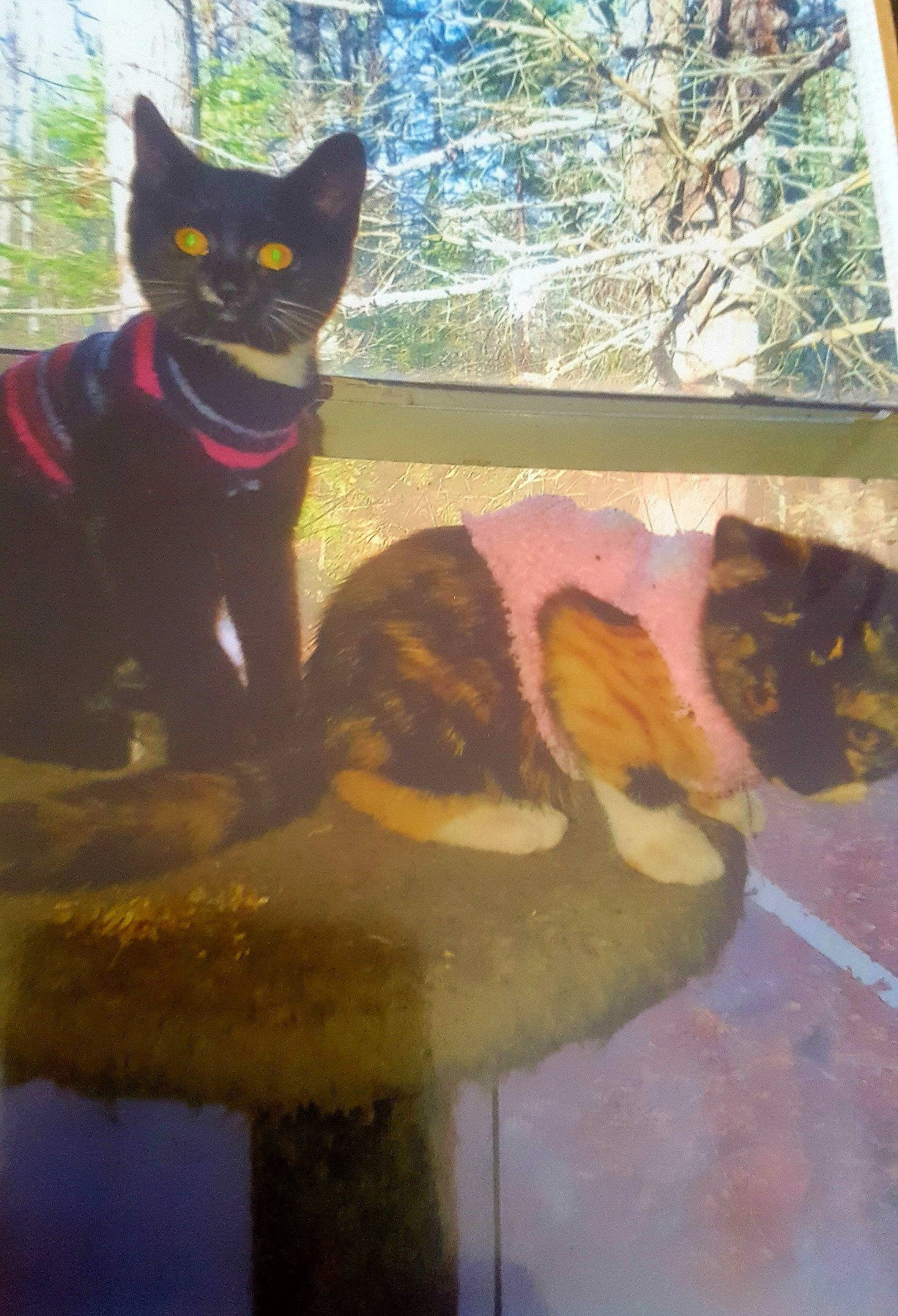 Binx is registered to the contest to win money with this photo: art, carnivore, cat, fawn, felidae, flowerpot, fur, grass, mammal, plant, small_to_medium_sized_cats, snout, sunglasses, tail, tints_and_shades, tree, vertebrate, whiskers, window, yellow