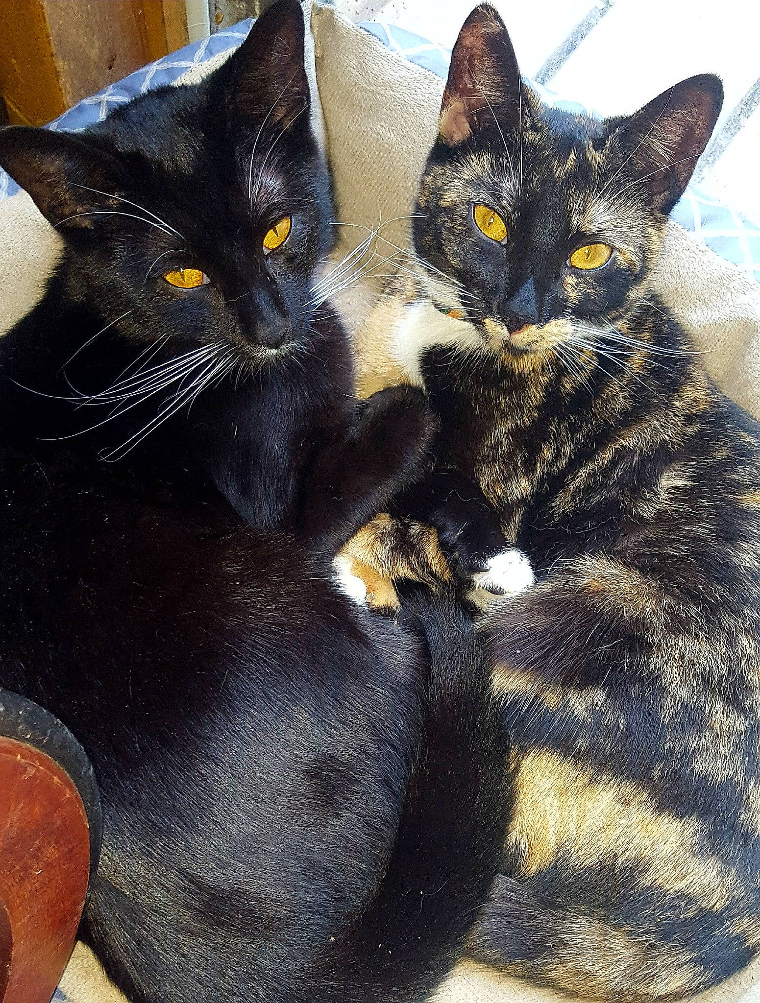 Binx joined the competition — help win amazing prizes! black_cat, bombay, carnivore, cat, claw, comfort, domestic_short_haired_cat, felidae, foot, fur, grey, paw, sitting, small_to_medium_sized_cats, snout, tail, terrestrial_animal, whiskers