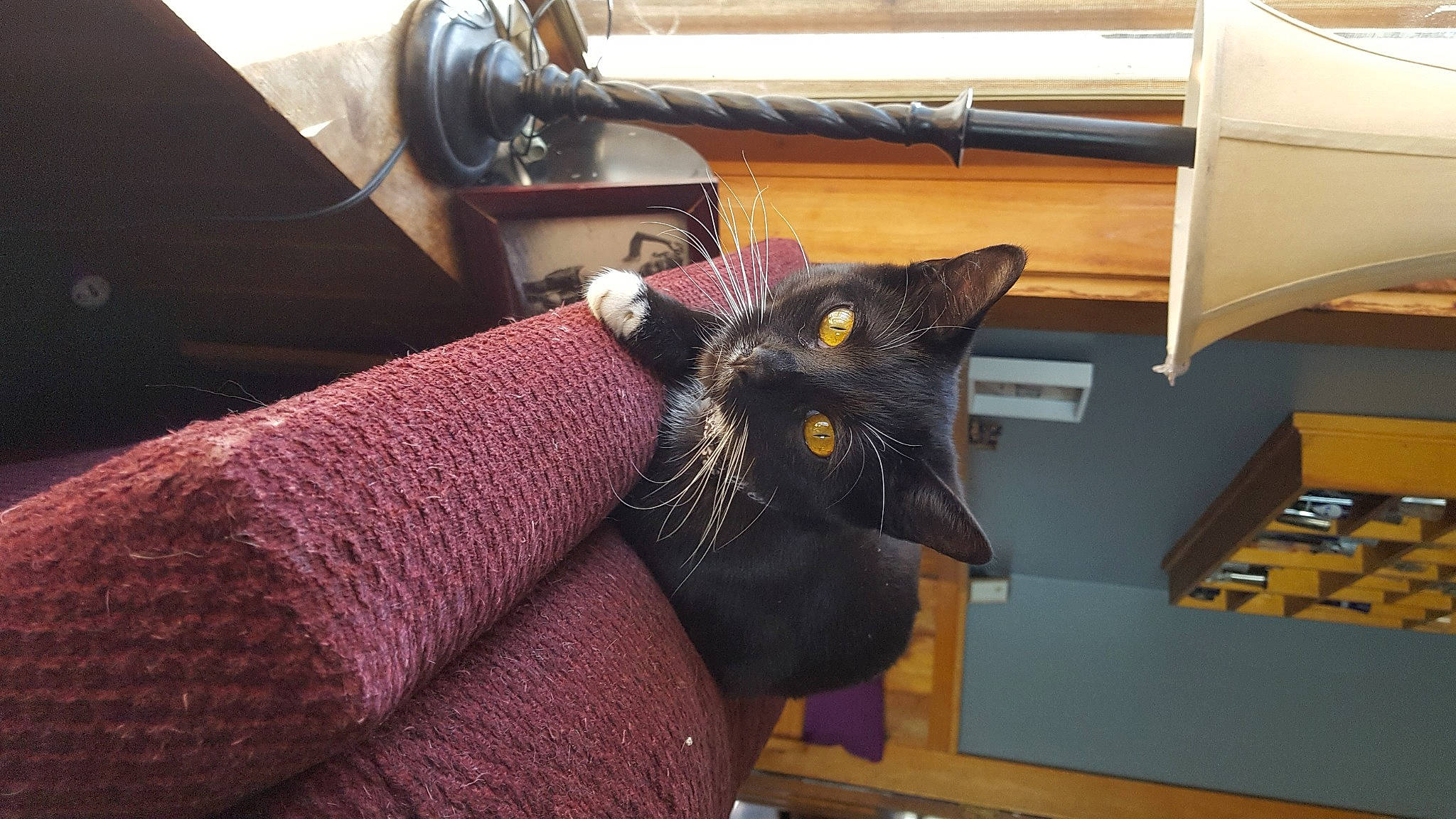 Binx joined the competition — help win amazing prizes! black_cat, bombay, carnivore, cat, comfort, domestic_short_haired_cat, felidae, fur, leather, linens, metal, plant, room, small_to_medium_sized_cats, tail, textile, whiskers, wood