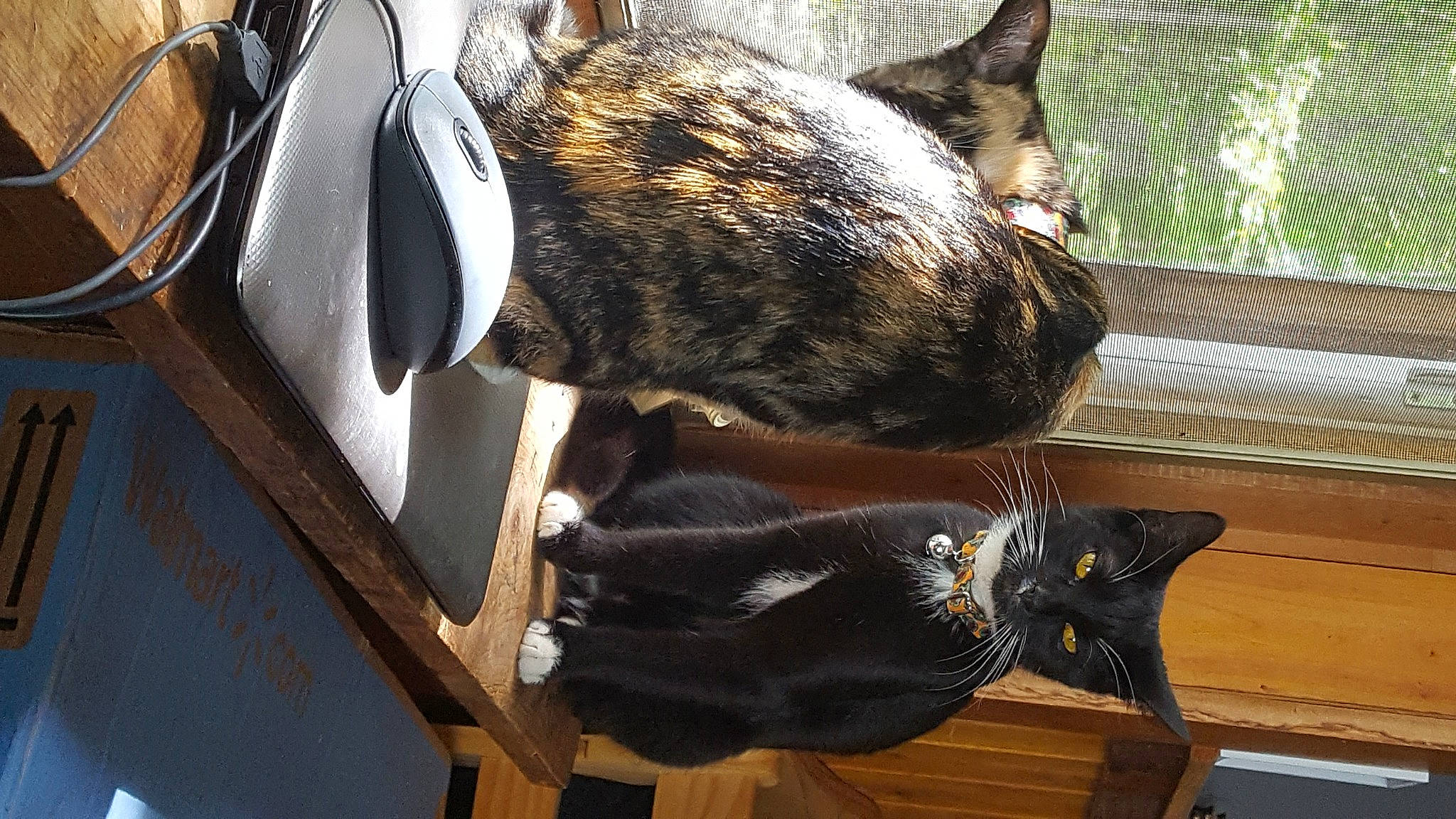 Binx is registered to the contest to win money with this photo: bag, carnivore, cat, comfort, dog_breed, domestic_short_haired_cat, felidae, fur, nap, small_to_medium_sized_cats, tableware, tail, terrestrial_animal, tree, whiskers, window, wood