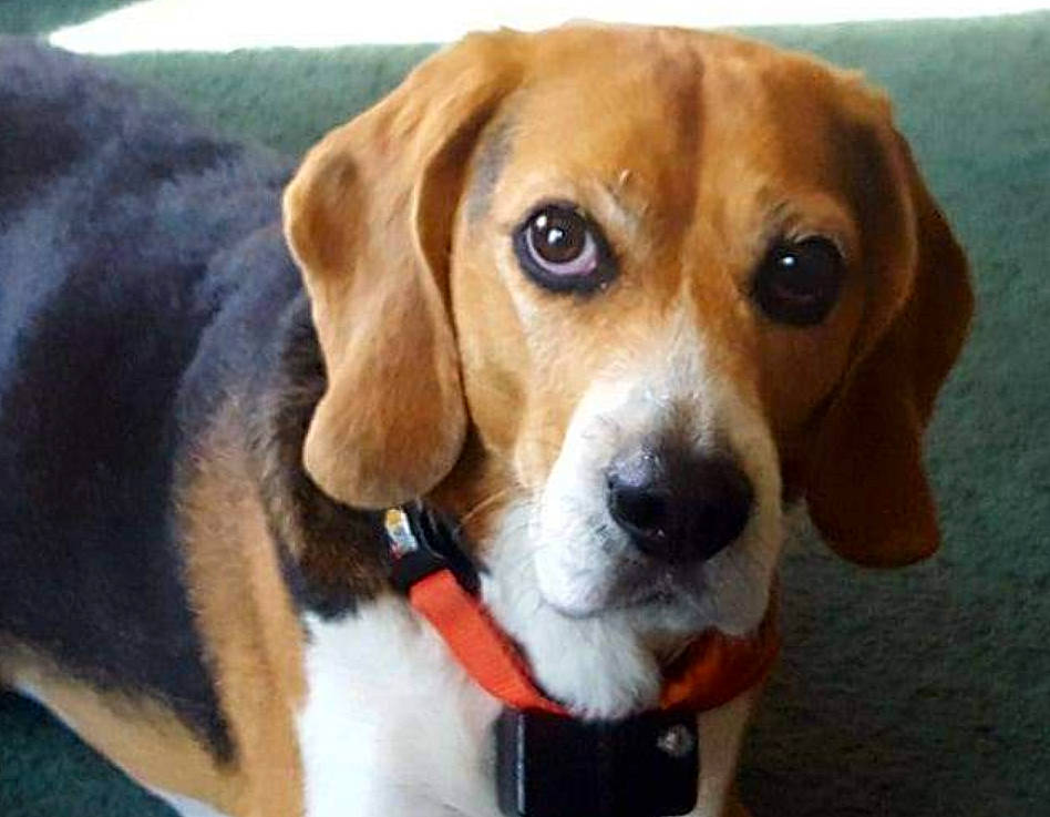Baker joined the competition — help win amazing prizes! beaglier, canidae, carnivore, collar, companion_dog, dog, dog_breed, fawn, hound, hunting_dog, scent_hound, snout, sporting_group, terrestrial_animal, toy, working_animal