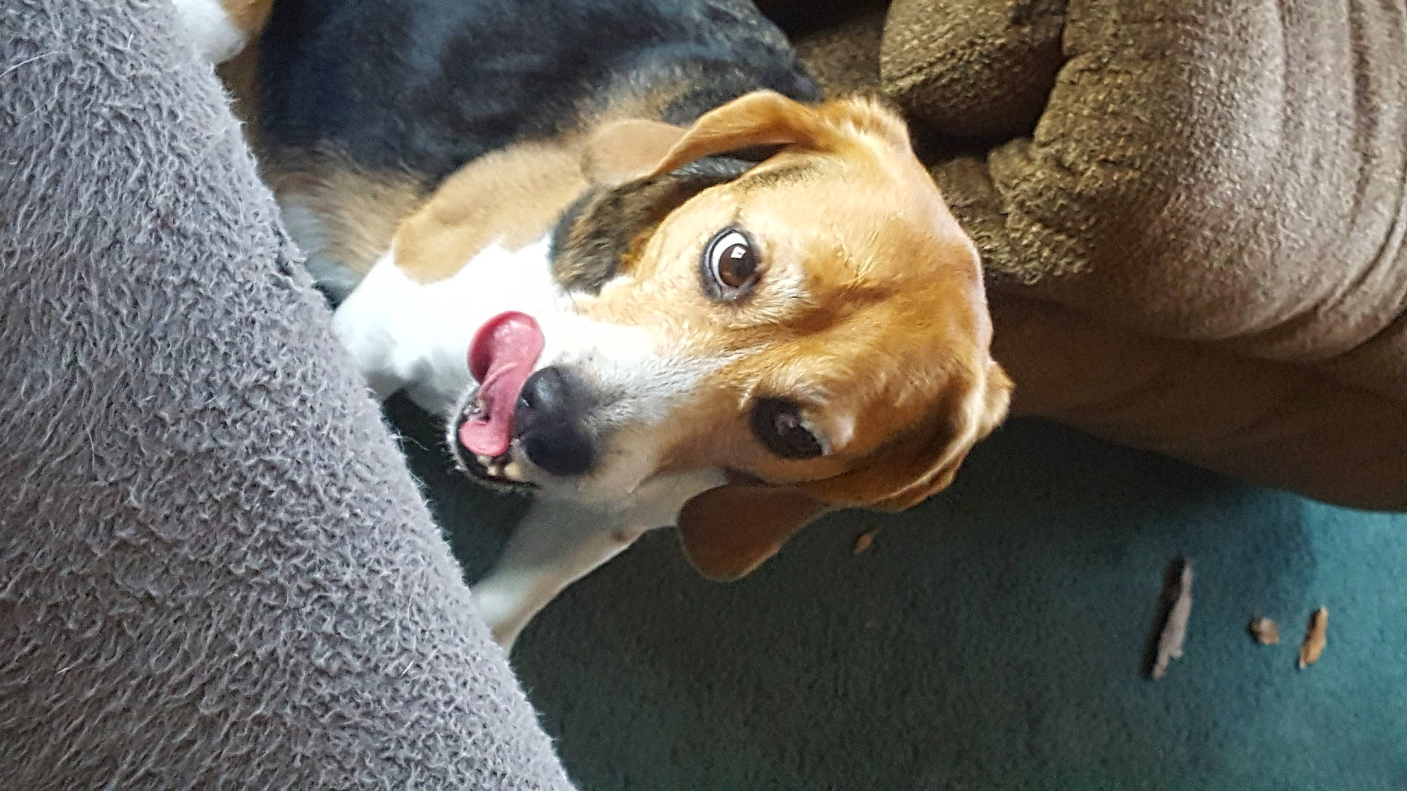 Baker joined the competition — help win amazing prizes! beagle, canidae, carnivore, collar, comfort, companion_dog, couch, dog, dog_breed, dog_collar, fawn, fur, leash, paw, pet_supply, snout, sporting_group, street_dog, whiskers, working_animal