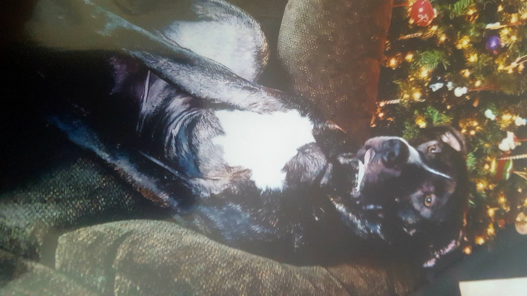 Brutzy joined the competition — help win amazing prizes! canidae, carnivore, christmas_ornament, christmas_tree, comfort, companion_dog, dog, dog_breed, event, fawn, foot, grey, liver, snout, sporting_group, tail, tree, whiskers, window, working_animal