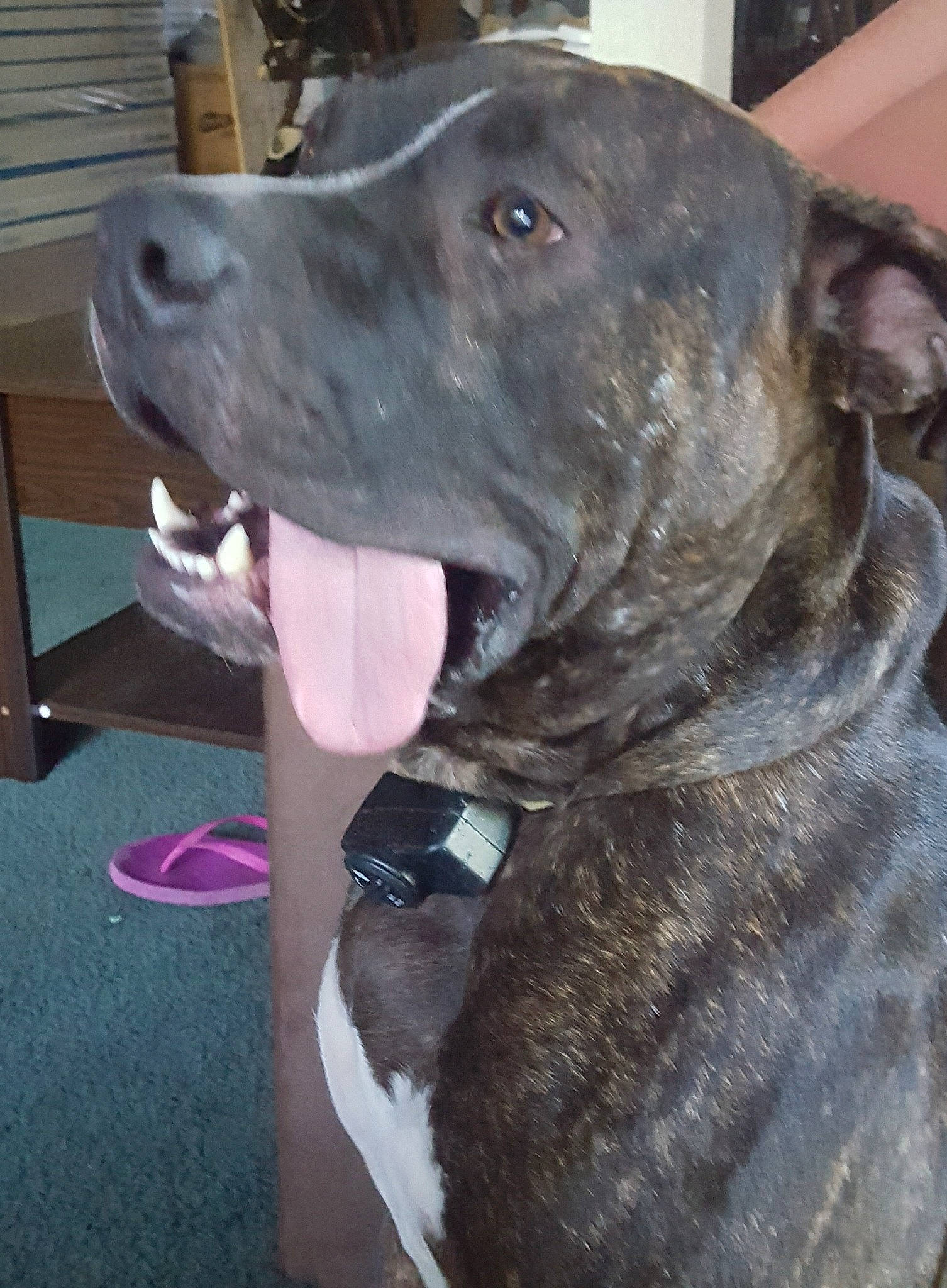 Brutzy is registered to the contest to win money with this photo: canidae, carnivore, collar, companion_dog, dog, dog_breed, dog_collar, fawn, fur, guard_dog, gun_dog, hat, liver, non_sporting_group, pet_supply, snout, sporting_group, whiskers, working_animal, working_dog