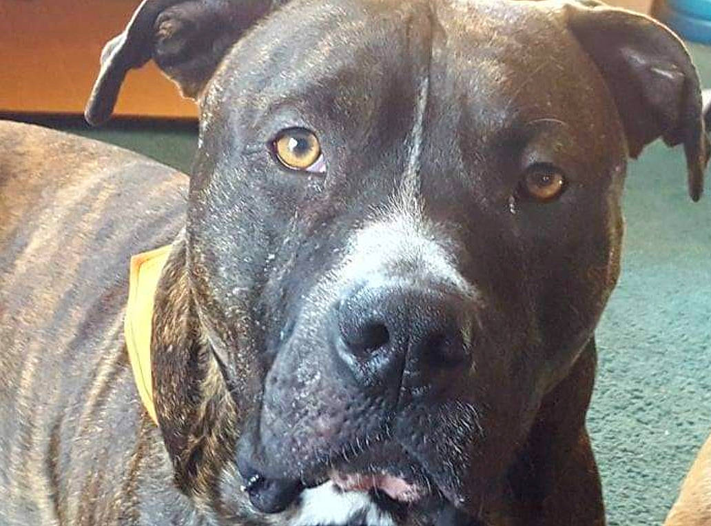 Brutzy is registered to the contest to win money with this photo: borador, canidae, carnivore, collar, companion_dog, dog, dog_breed, dog_collar, fawn, guard_dog, gun_dog, hunting_dog, non_sporting_group, snout, sporting_group, terrestrial_animal, whiskers, working_animal, working_dog