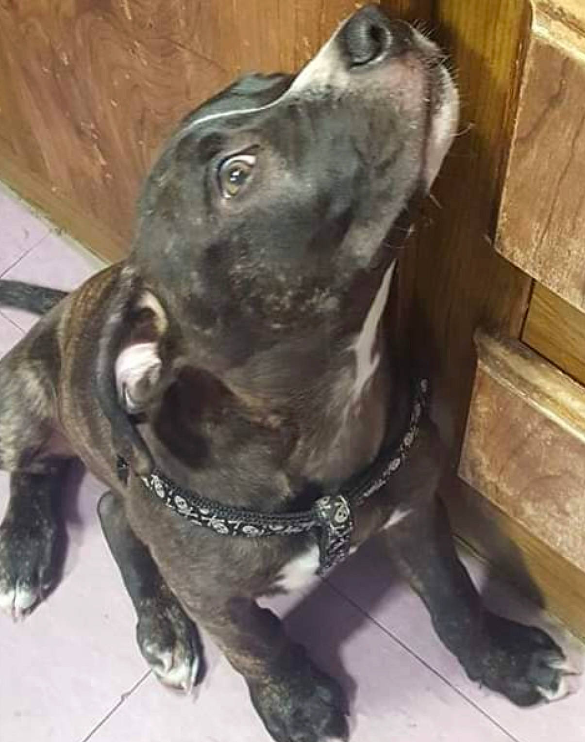 Brutzy joined the competition — help win amazing prizes! canidae, carnivore, collar, companion_dog, dog, dog_breed, dog_collar, dog_supply, ear, eye, fawn, fur, jaw, liver, metal, pet_supply, snout, sporting_group, whiskers, working_animal