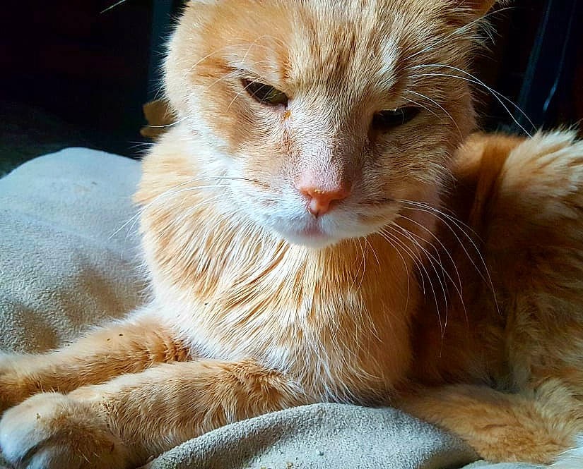 Bugzy is registered to the contest to win money with this photo: carnivore, cat, cat_supply, claw, comfort, domestic_short_haired_cat, eye, fawn, felidae, fur, paw, small_to_medium_sized_cats, snout, tail, terrestrial_animal, whiskers, wildlife, window