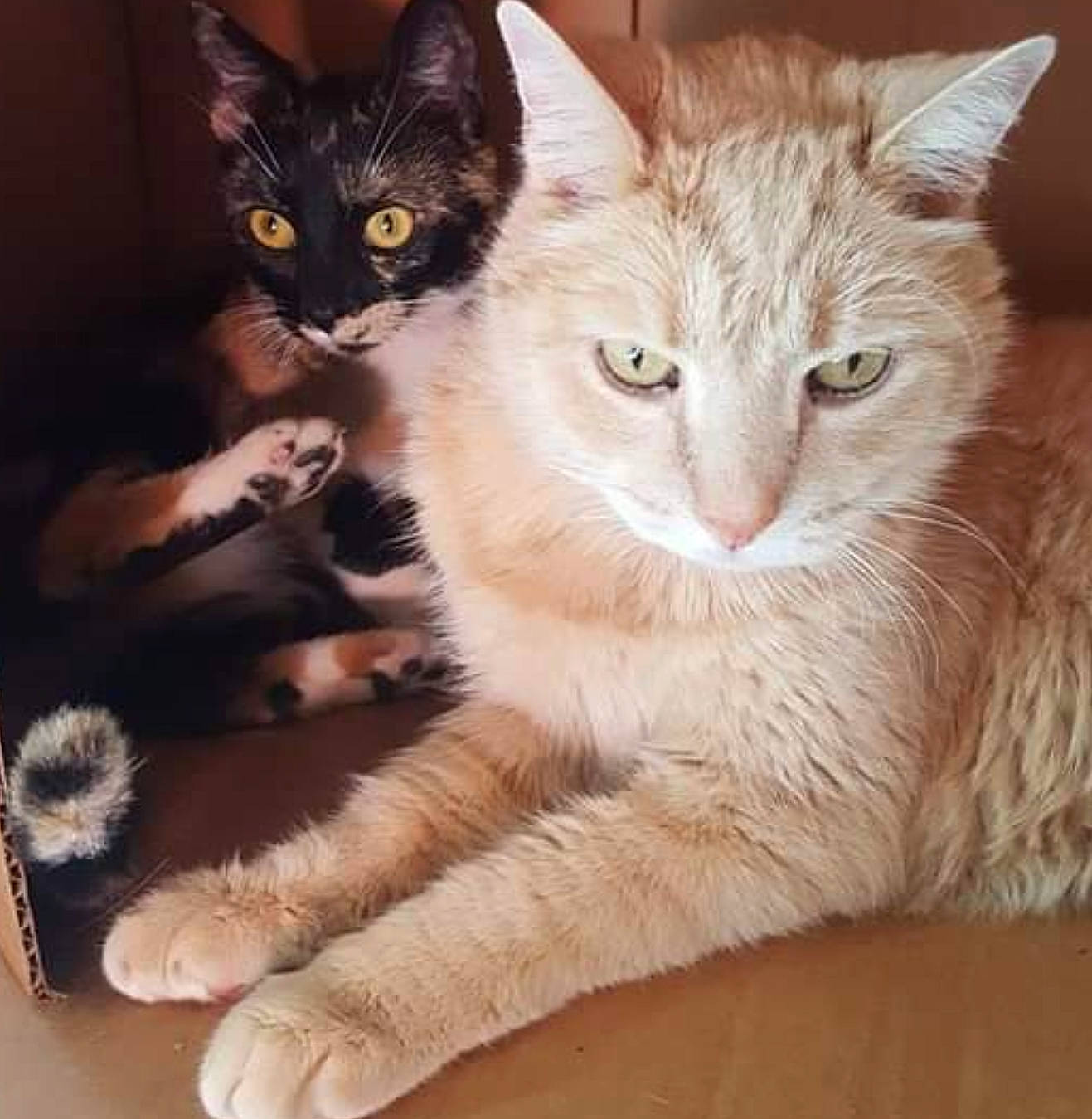 Bugzy is registered to the contest to win money with this photo: box, carnivore, cat, claw, comfort, domestic_short_haired_cat, fawn, felidae, fur, paw, photo_caption, small_to_medium_sized_cats, snout, tail, terrestrial_animal, whiskers, window