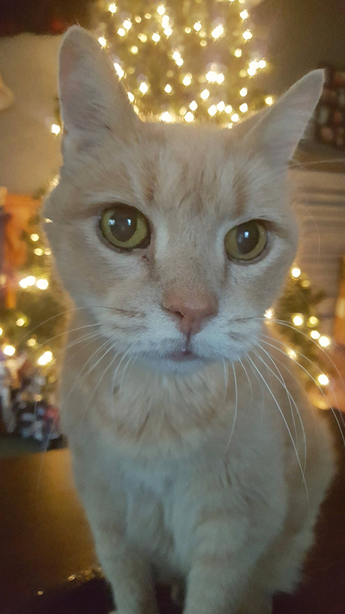 Bugzy is registered to the contest to win money with this photo: carnivore, cat, christmas, close_up, domestic_short_haired_cat, event, fawn, felidae, fur, holiday, interior_design, small_to_medium_sized_cats, snout, tail, whiskers, window