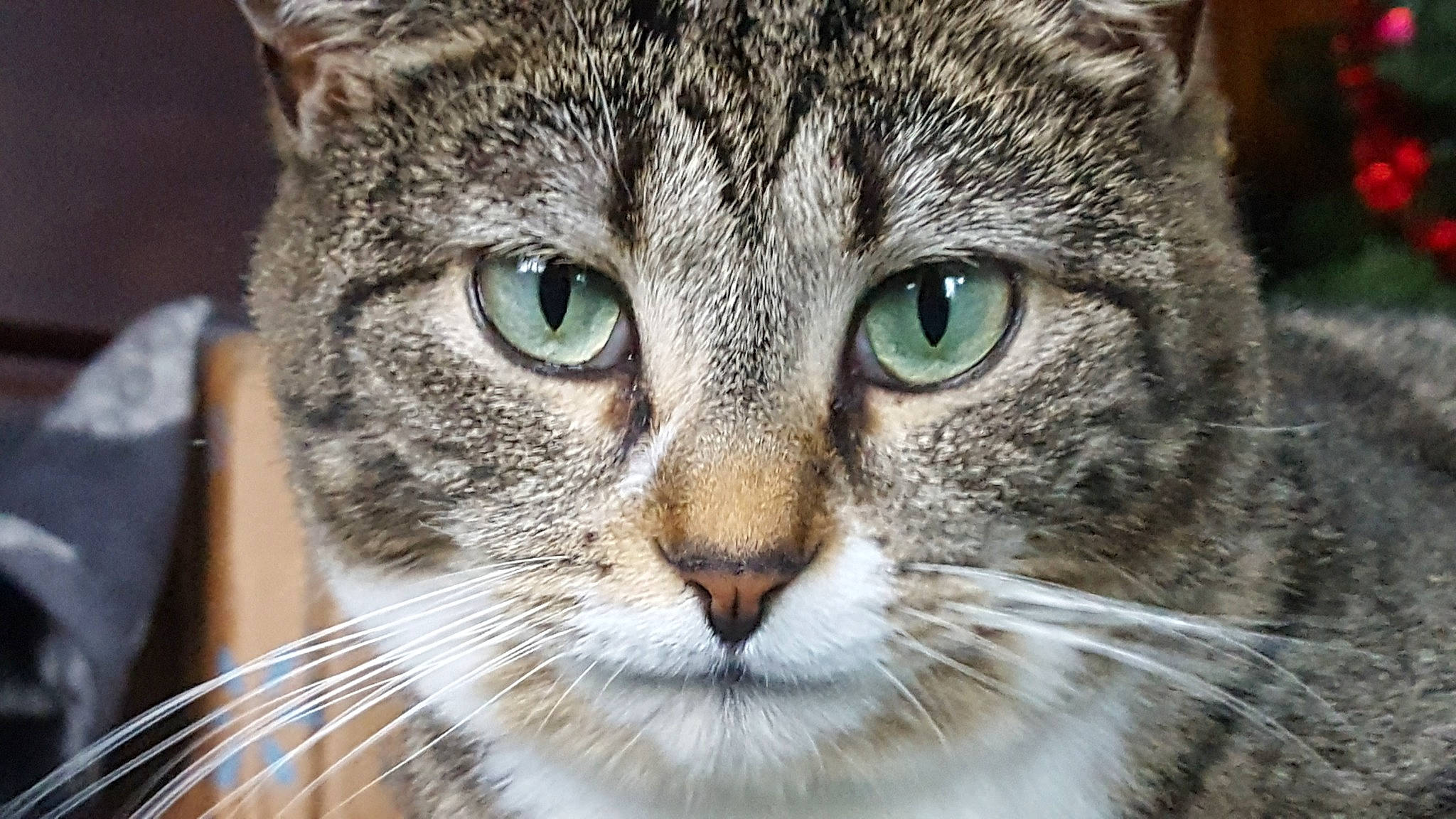 Miss Kitty joined the competition — help win amazing prizes! carnivore, cat, close_up, domestic_short_haired_cat, event, felidae, fur, grass, iris, small_to_medium_sized_cats, snout, terrestrial_animal, whiskers, wildlife