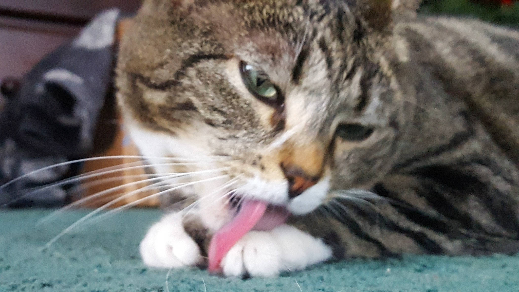 Miss Kitty is registered to the contest to win money with this photo: carnivore, cat, claw, close_up, domestic_short_haired_cat, felidae, foot, fur, grass, paw, small_to_medium_sized_cats, snout, terrestrial_animal, whiskers, wildlife