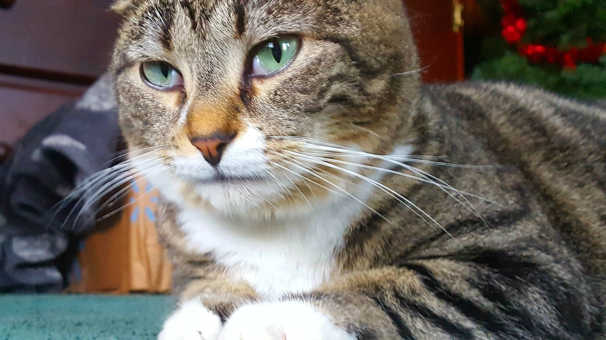 Miss Kitty is registered to the contest to win money with this photo: carnivore, cat, cat_supply, claw, domestic_short_haired_cat, event, felidae, fur, grass, paw, sitting, small_to_medium_sized_cats, snout, terrestrial_animal, tree, whiskers, wildlife, window