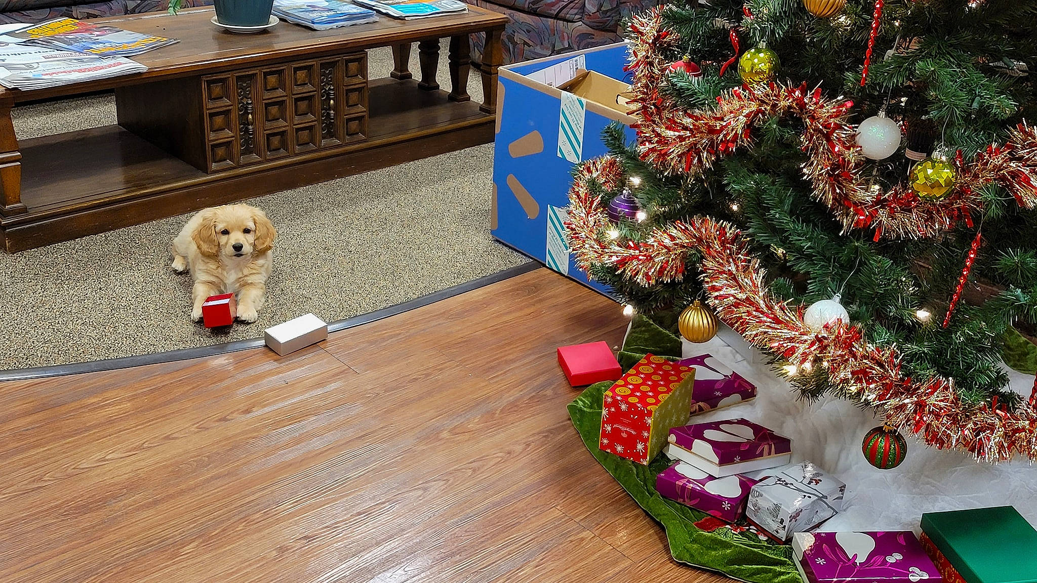 Fella joined the competition — help win amazing prizes! carnivore, christmas_decoration, christmas_eve, christmas_ornament, christmas_tree, companion_dog, dog, dog_breed, dog_supply, holiday, holiday_ornament, home, interior_design, laminate_flooring, ornament, pet_supply, sporting_group, toy, wood, wood_flooring