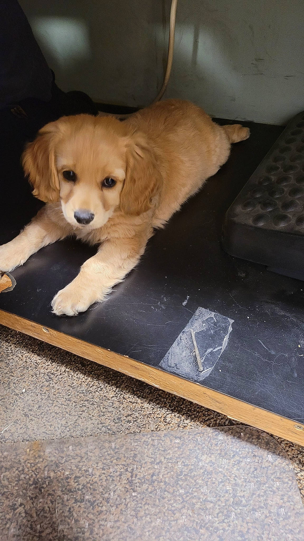 Fella joined the competition — help win amazing prizes! canidae, carnivore, companion_dog, dog, dog_breed, dog_supply, fawn, fur, gun_dog, home_accessories, mammal, mat, pet_supply, puppy, retriever, snout, sporting_group, whiskers, working_animal, working_dog