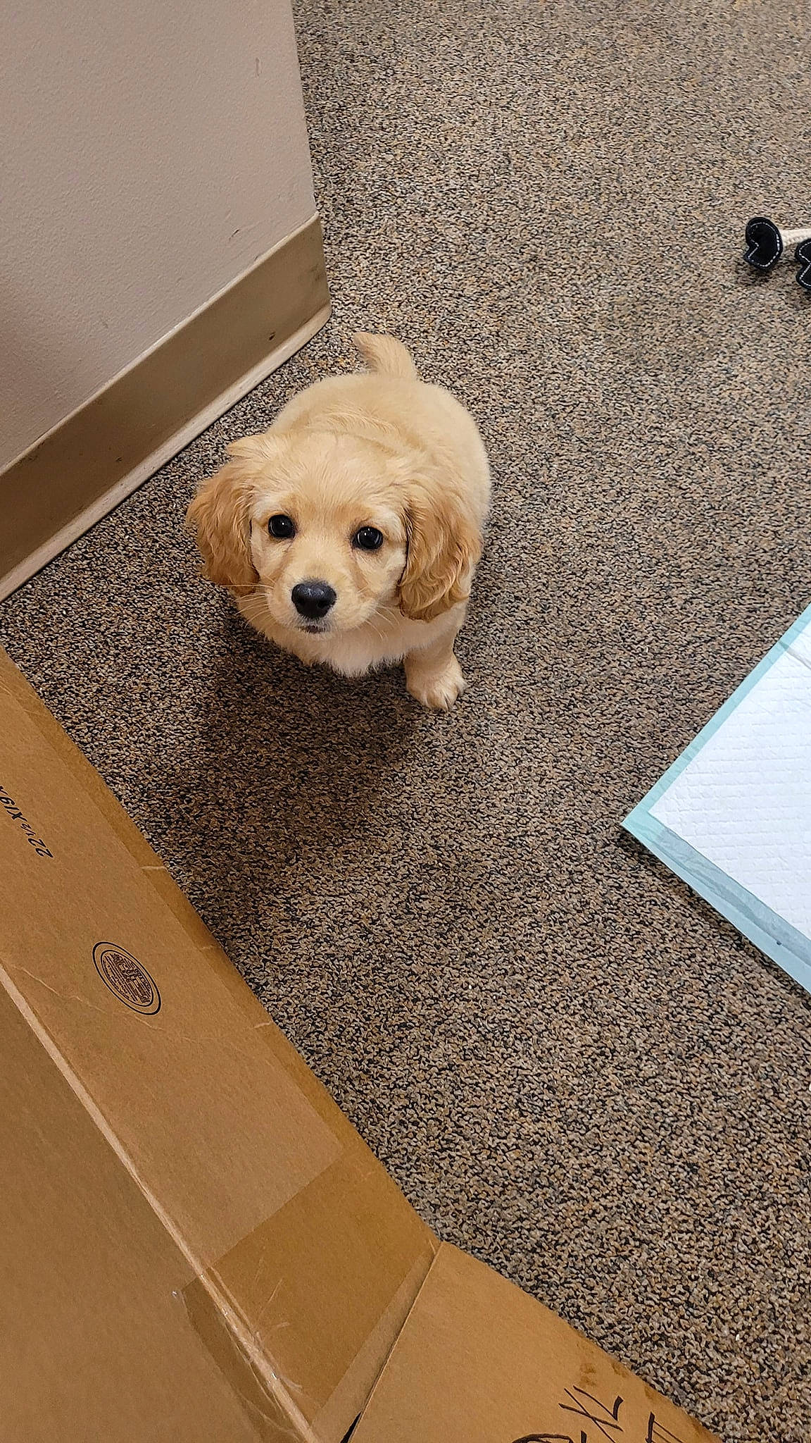 Fella is registered to the contest to win money with this photo: beige, canidae, carnivore, companion_dog, dog, dog_breed, dog_supply, door_mat, fawn, floor, flooring, home_accessories, mammal, mat, pet_supply, puppy, rectangle, snout, sporting_group, working_animal