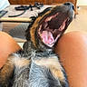 animal, canine, close_up, cute, dog, fur, home, indoor, legs, mouth_open, pet, pet_collar, relaxing, resting, sleepy, teeth, tongue, tongue_out, wooden_furniture, yawning