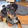 adorable, animal, black_fur, brown_fur, canine, close_up, companion, curious, cute, dog, dog_bed, domestic, furry, head_tilt, indoor, looking_up, pet, puppy, wooden_floor, young_dog