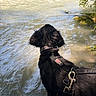 adventure, animal, black_dog, canine, collar, curious, daylight, dog, fur, harness, leash, nature, outdoor, reflection, river, scenic, sunlight, trees, water, wilderness