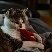 Chatoune a rejoint le concours — aidez-le/la à gagner de superbes lots ! animal, blanket, cat, close_up, companion, cozy, domestic, feline, fur, indoor, paw, pet, red_toy, relaxed, resting, soft_lighting, tabby, toy, whiskers, white_fur
