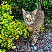Mari participe au concours pour gagner de l'argent avec cette photo : cat, tabby_cat, yellow_eyes, greenery, yellow_leaves, garden, rocks, outdoor, nature, plant, foliage, curious, walking, animal, pet, small_mammal, stripes, close_up, daylight, ground