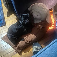 Milo is registered to the contest to win money with this photo: dog, pug, black_dog, plush_toy, sheep_plush, pillow, wooden_floor, slipper, nike_slipper, indoor, pet, cozy, shadow, light, resting, animal, floor, toy, brown, black