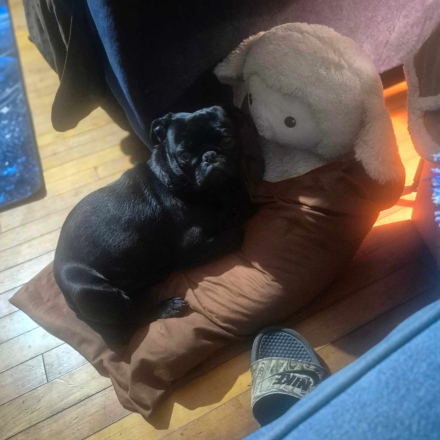 Milo is registered to the contest to win money with this photo: animal, black, black_dog, brown, cozy, dog, floor, indoor, light, nike_slipper, pet, pillow, plush_toy, pug, resting, shadow, sheep_plush, slipper, toy, wooden_floor