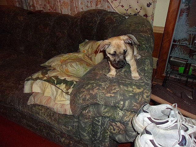 Cookie joined the competition — help win amazing prizes! art, bag, canidae, carnivore, comfort, companion_dog, couch, dog, dog_breed, dog_supply, fawn, guard_dog, hardwood, linens, military_camouflage, room, sporting_group, studio_couch, terrestrial_animal, treeing_tennessee_brindle