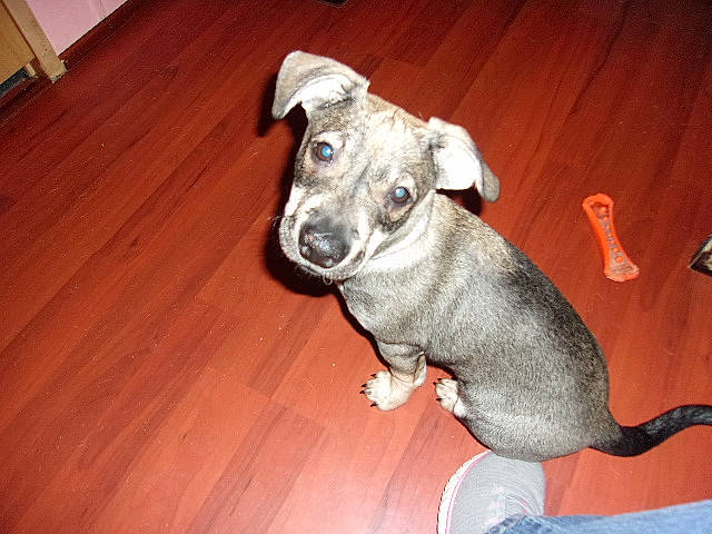 Smokey is registered to the contest to win money with this photo: canidae, carnivore, companion_dog, dog, dog_breed, dog_supply, fawn, flooring, hardwood, paw, pet_supply, sporting_group, tail, terrestrial_animal, varnish, whiskers, wood, wood_flooring, wood_stain, working_animal