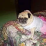 Princess is registered to the contest to win money with this photo: ancient_dog_breeds, art, companion_dog, creative_arts, dog_breed, drawing, fictional_character, painting, plant, snout, terrestrial_animal, visual_arts, wildlife, wrinkle